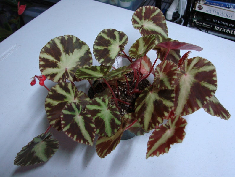 ShadyPlaces Begonia cleopatrae - Thumbnail 3