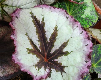 Begonia 'Mikado' rex type