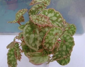 Begonia chlorasticta (red form), terrarium species from Malaysia, 2 inch potted plant