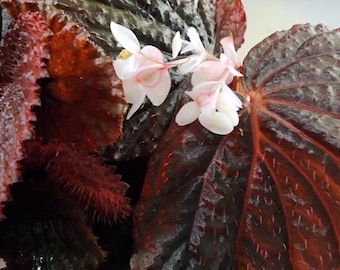 Begonia 'sulawesi x black metallic x baik', multi cross hybrid for terrarium, 2 inch pot