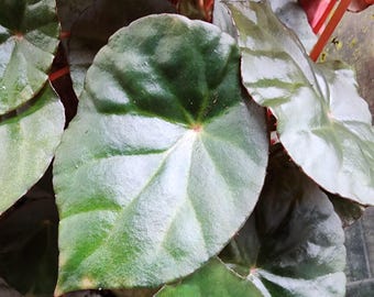 Begonia coriacea, terrarium species from Asia, 2 inch potted plant
