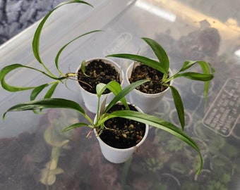 Philodendron chinchamayense