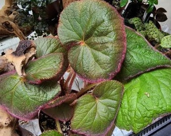Begonia thomsonii