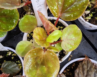 Begonia rubiteae, terrarium species from The Phillipines. 2 inch pot