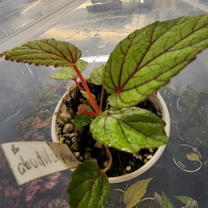 Begonia abdullahpieei , (critically threatened), exact plant