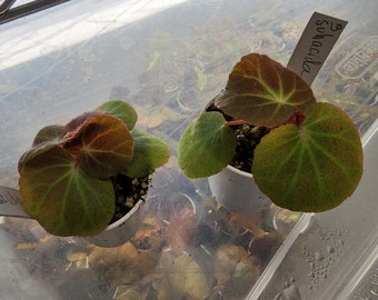 Begonia subacida