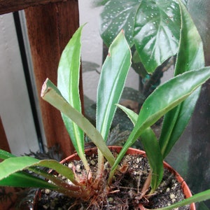 Begonia lanceolata image 1