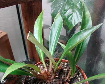 Begonia lanceolata