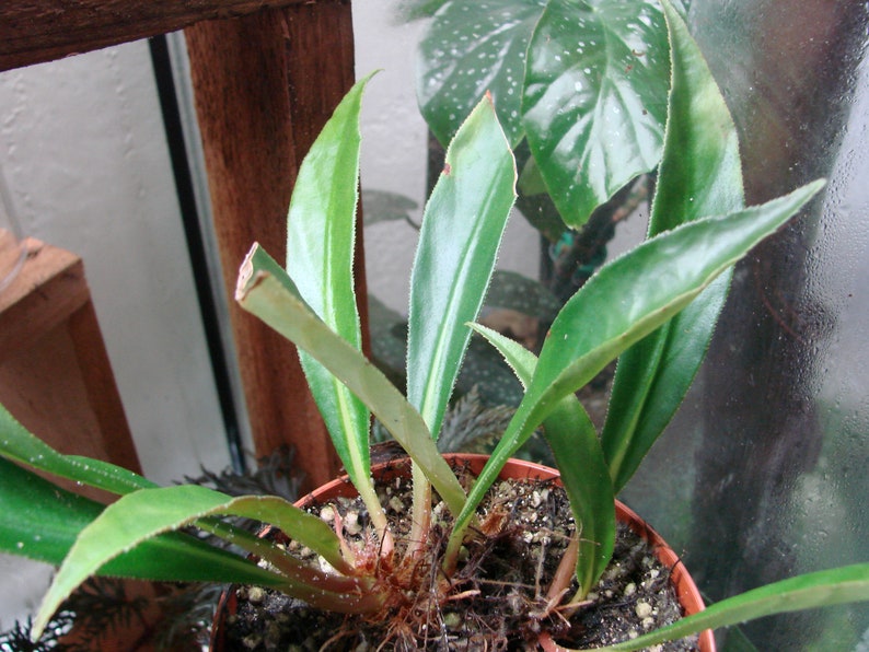 Begonia lanceolata image 1