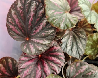 Begonia 'Candy Stripes', terrarium hybrid.  2 inch potted plant