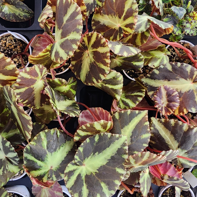 ShadyPlaces Begonia cleopatrae