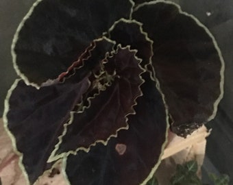 Begonia darthvaderina