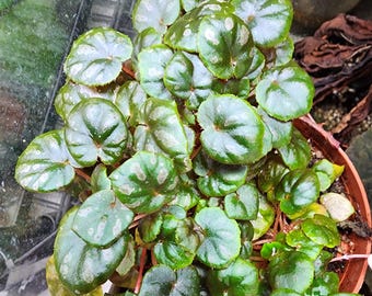 Begonia Dainty Spray Sport Variegated - Etsy