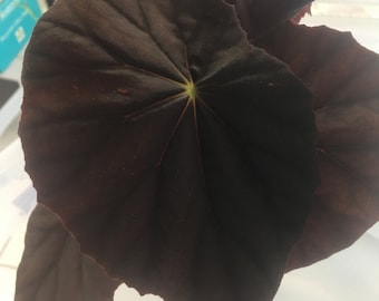 Begonia &#39;Jovian&#39;, hybrid for terrarium. 2 inch potted plant