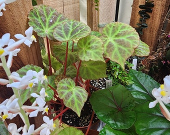 Begonia hijauvenia , species from Borneo, terrarium only, iridescent, 2 inch pot