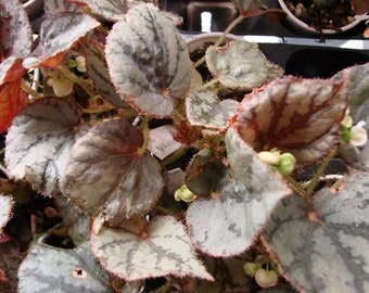 Begonia luzonensis