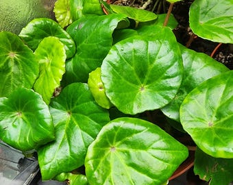 Begonia hernandioides, terrarium species from The Philippines.  2 inch potted plant