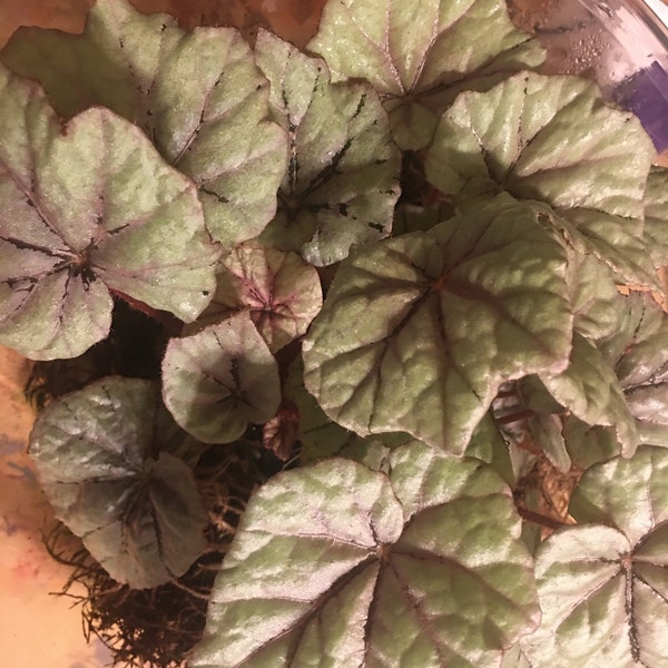 Begonia 'Italian Ice', híbrido rex para alta humedad, planta en maceta de 2 pulgadas