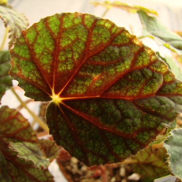 Begonia 'Dios del Sol'