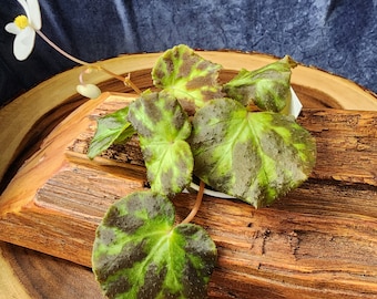 Begonia luzhaiensis, terrarium plant from Guangxi, China, 2 inch pot.