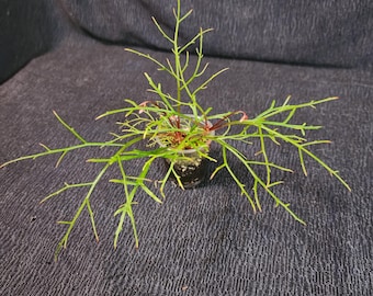 Begonia pteridoides, terrarium plant from Madagascar. 2 inch pot