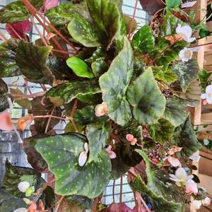 Begonia U074 image 1