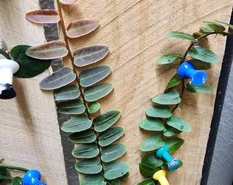 Marcgravia umbellata tropical climbing vine for terrarium. 2 inch pot