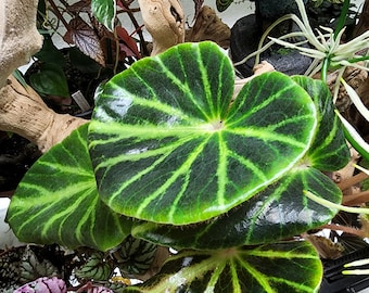 Begonia chingipengii, terrarium species from The Phillipines