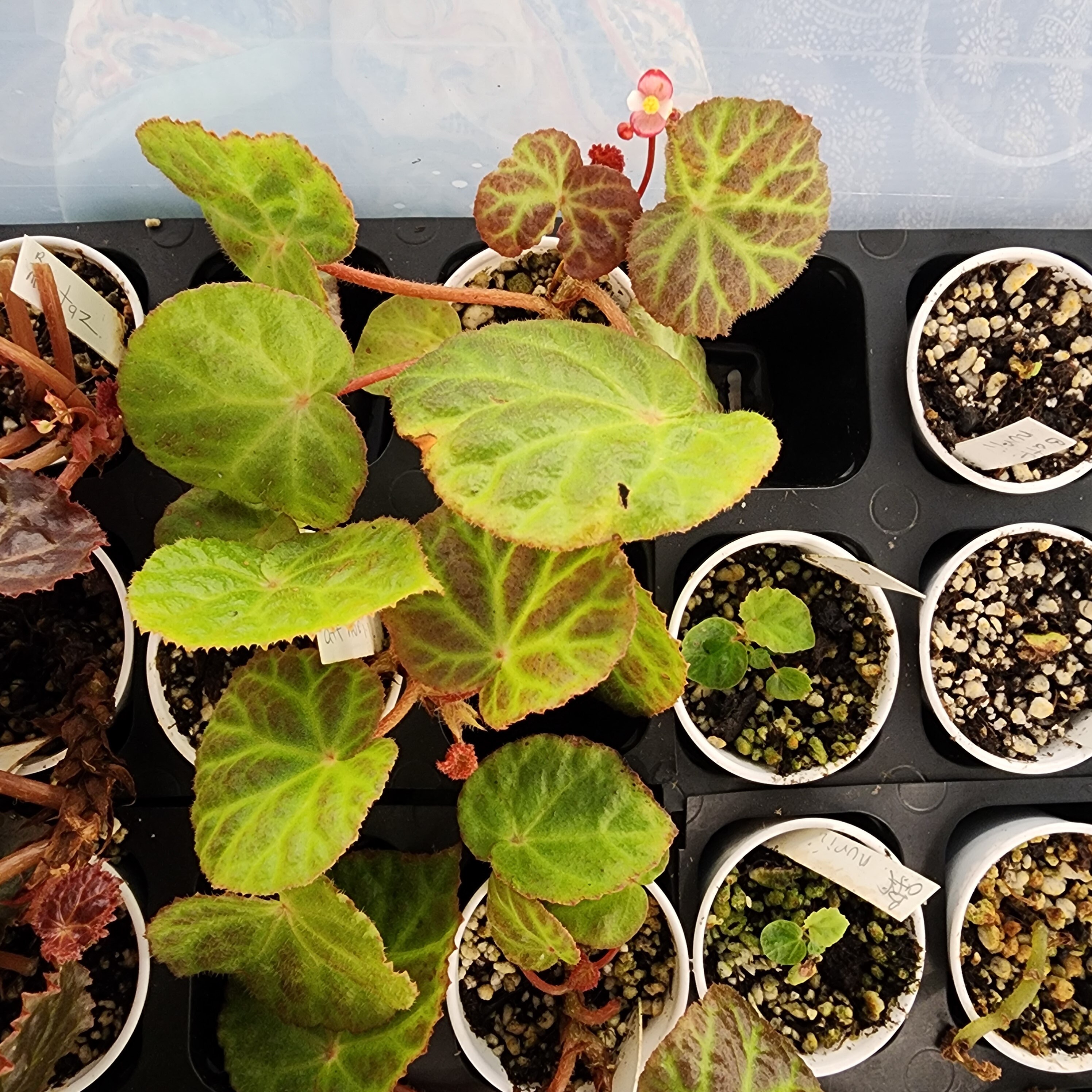 Begonia Hijauvenia , Species From Borneo, Terrarium Only