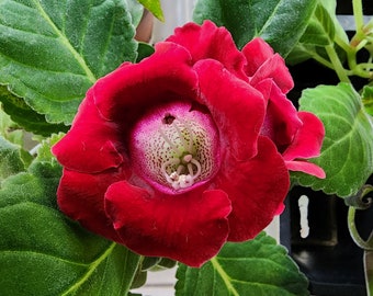 Sinningia speciosa 'Empress', hybrid.  Deep red. 2 inch pot