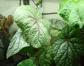 Begonia U309