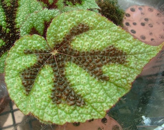 Begonia masoniana (Iron Cross Begonia), Asian species for terrarium, 2 inch potted plant