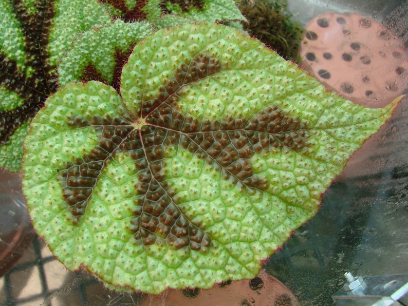 Begonia masoniana (Iron Cross Begonia)