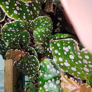 May include: A close-up of a houseplant with large, green leaves with white polka dots. The leaves have a pink border.