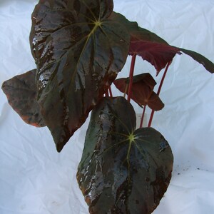 Begonia pavonina, terrarium species from Malaysia, highly iridescent, 2 inch potted plant