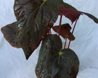 Begonia pavonina, terrarium species from Malaysia, highly iridescent, 2 inch potted plant