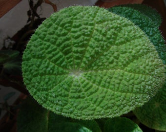 Begonia staudtii (very similar to B. microsperma)