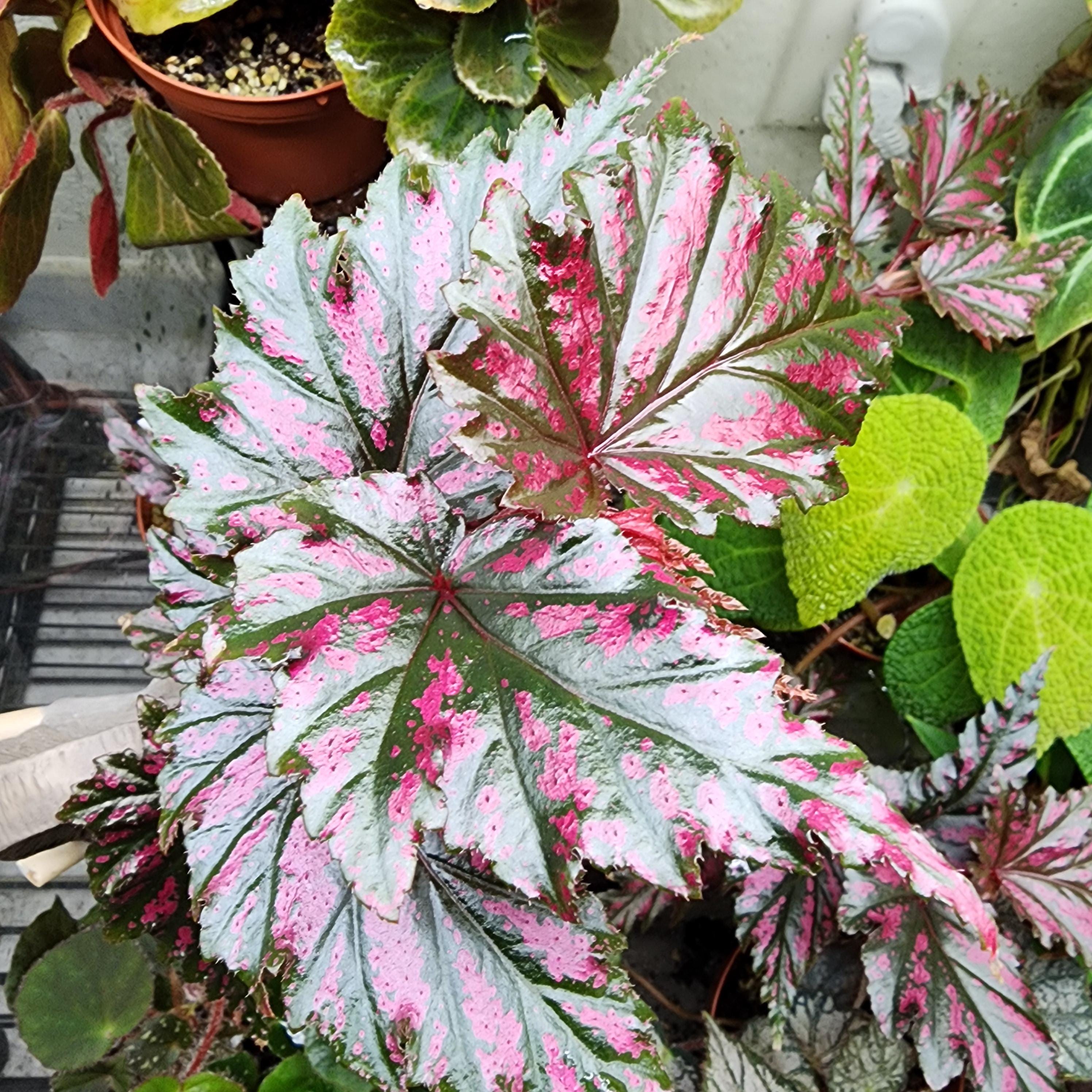Begonia serratipetala, terrrarium species from New Guinea, 2 inch potted plant
