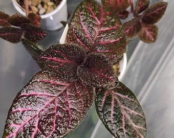 Episcia 'Pink Acajou', gesneriad culitvar for higher humidity, 2 inch potted plant