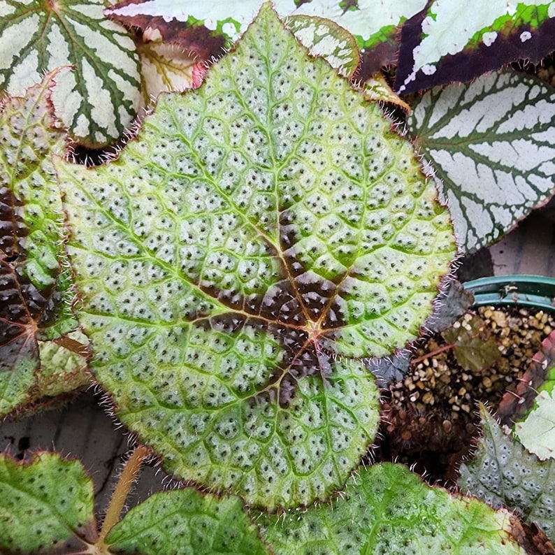 Begonia masoniana (Iron Cross Begonia) - Thumbnail 3