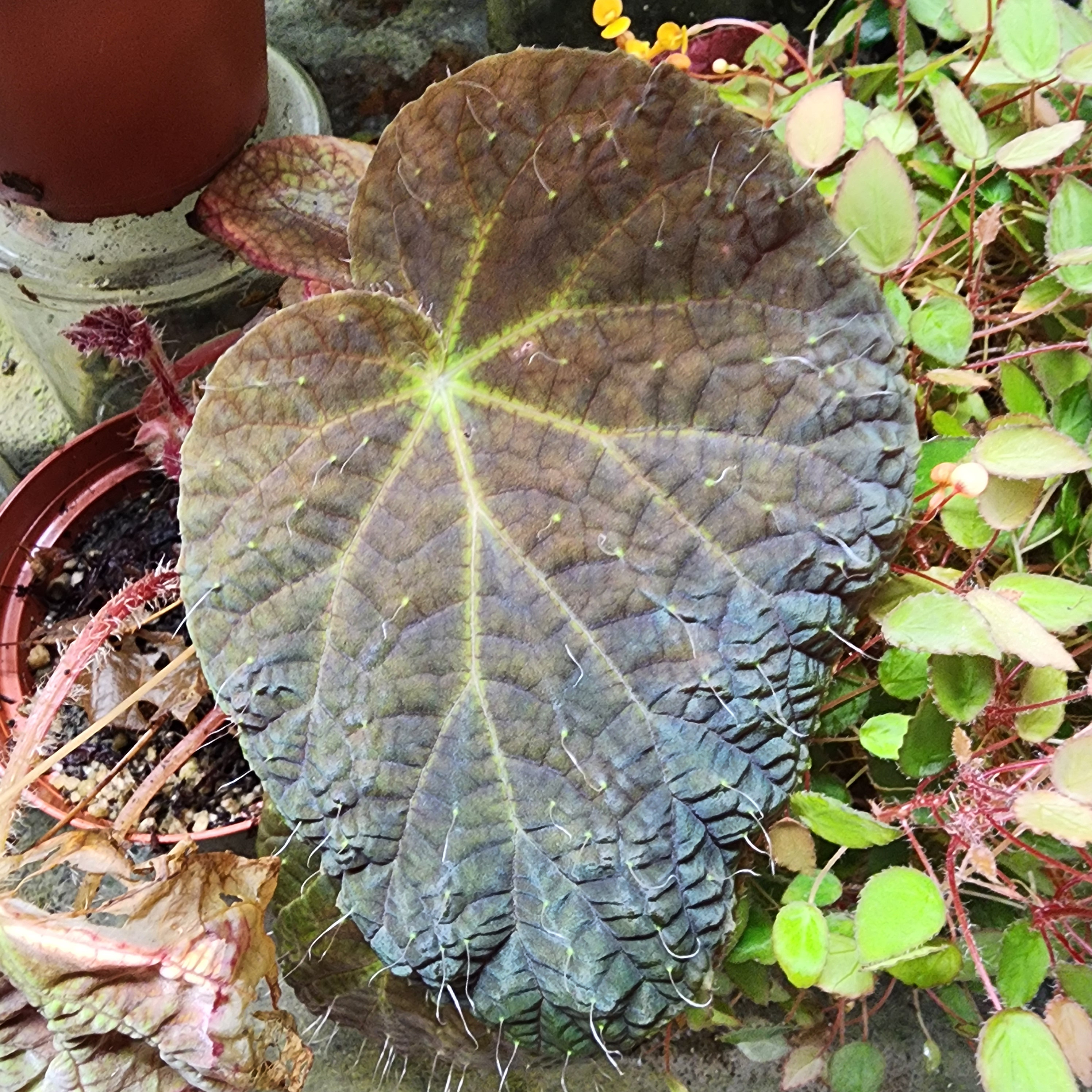 Begonia Longiciliata 'red' - Etsy