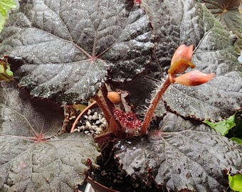 Begonia U485, highly iridescent, believed to be a hybrid.  2 inch potted plant