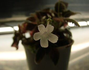 Sinningia musicola, mini, 50+seeds