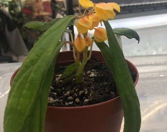 Begonia montis elephantis, terrarium species from Africa. 2 inch potted plant