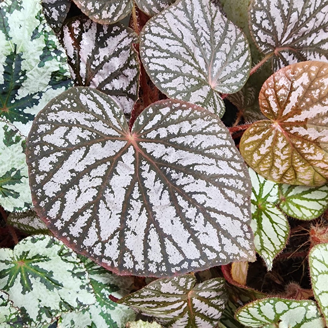 ベゴニア写真集　Asian Begonia 300 Species … ベゴニア写真集 Asian Begonia 300 Species …