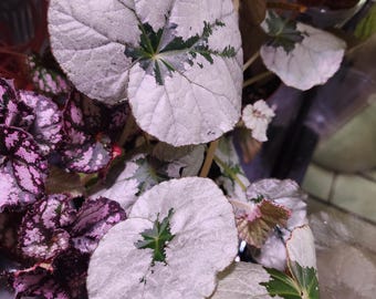 Begonia U489, terrarium species from Vietnam. 2 inch potted plant