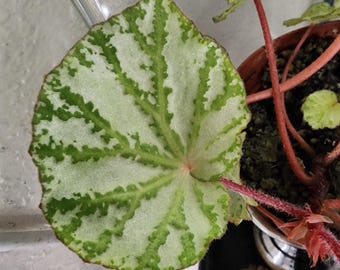Begonia lidi, terrarium species from Indonesia, 2 inch potted plant