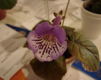 Sinningia flair, mini gesneriad, 2 inch potted plant