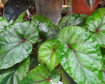 Begonia handellii, green form, Asian species, 2 inch potted plant