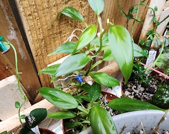 Philodendron sp. lance leaf (mini philodendron)